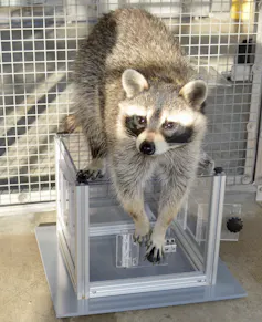 A raccoon stands on a clear box, leaning their paws over the side to fiddle with a puzzle.