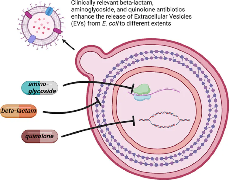 Diagram of a large spherical sac containing various molecules targeted by antibiotics beta-lactam, amino-glycoside and quinolone