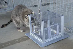 Un mapache irrumpiendo en tu cubo de basura podría estar resolviendo un rompecabezas, por diversión 3 El mapache se encuentra detrás de la caja del rompecabezas, tratando de encontrar un camino.