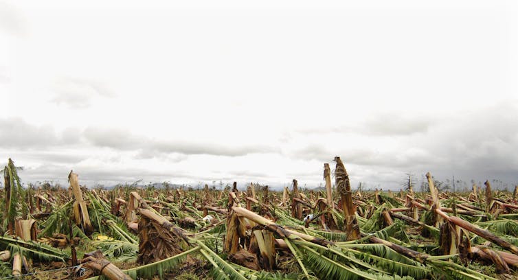 destroyed banana plantation shows every single tree bent in half.