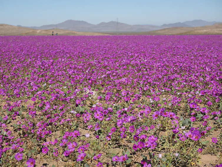 Muchas flores rosadas en un terreno marrón con montañas al fondo