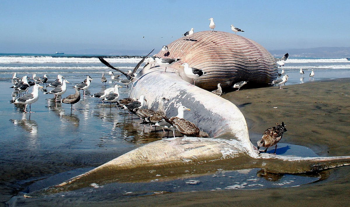 Top 155 + Sea animals whale - Lifewithvernonhoward.com