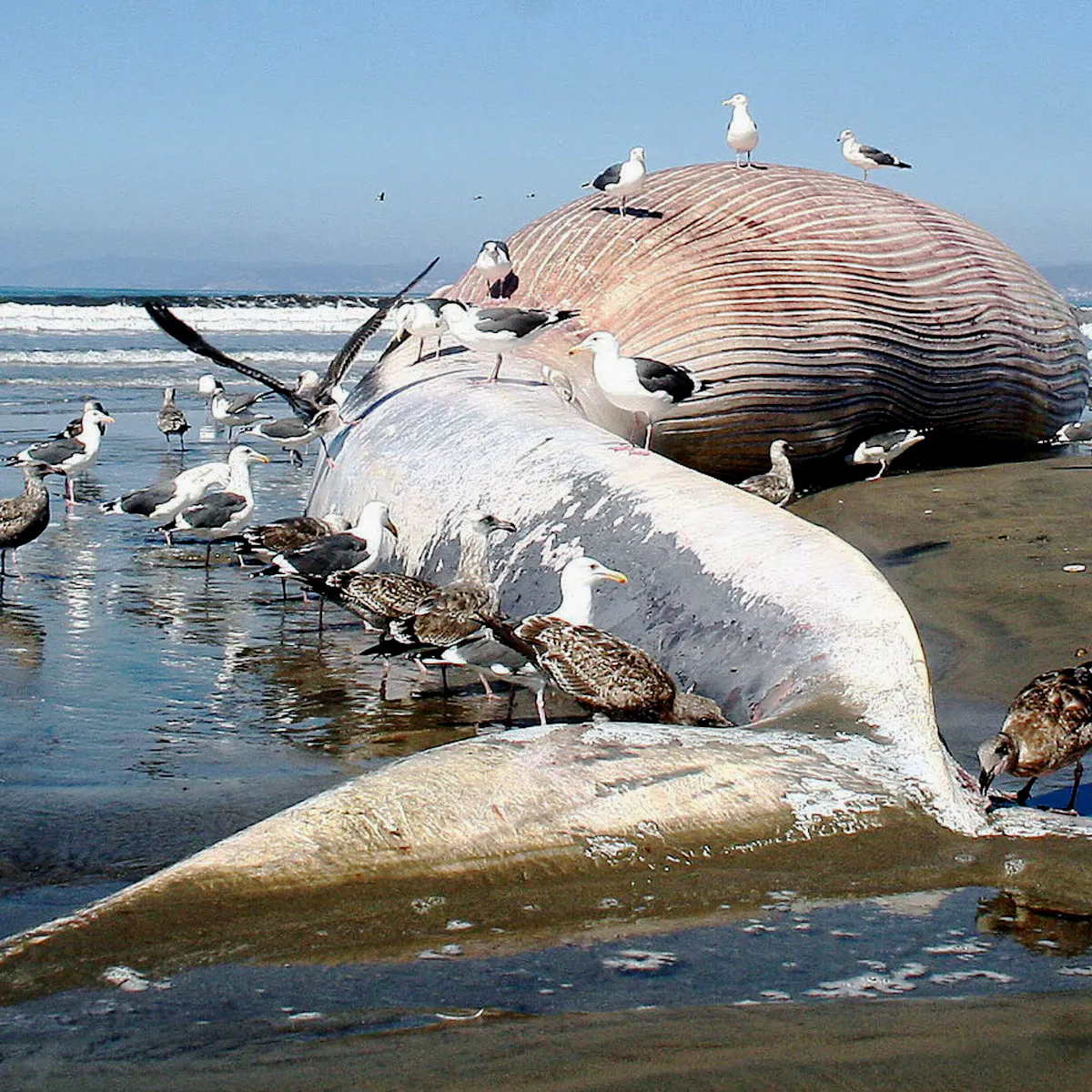 Sea Creatures Will Get Bigger And Bigger If We Don T Eat Them First Sea Creatures Will Get Bigger And Bigger If We Don T Eat Them First