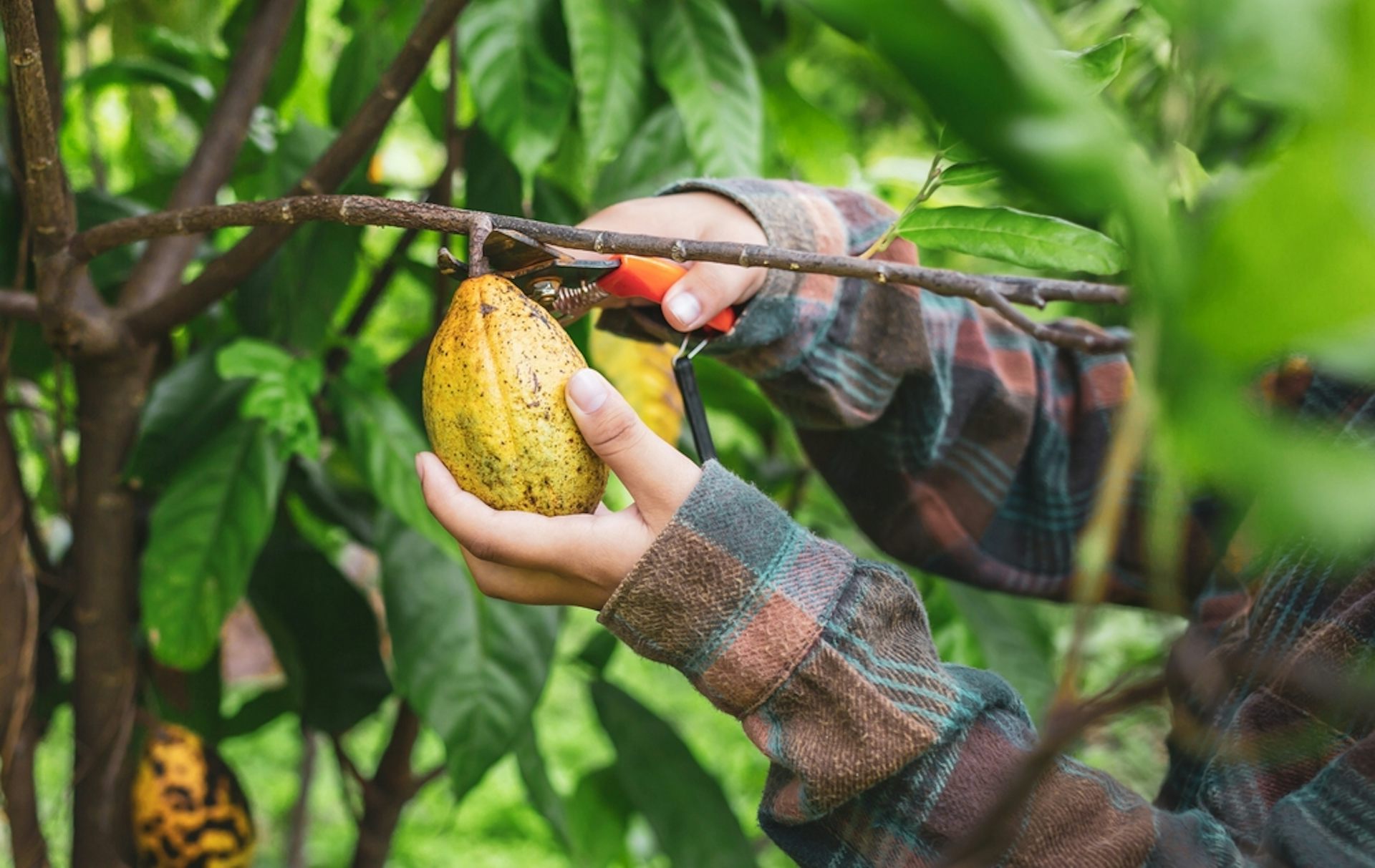 Cocoa farmers cut down trees for short-term gain, but keeping them is important – here’s why