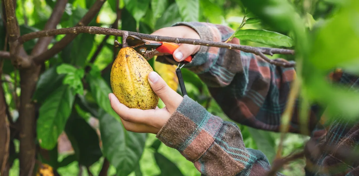 Cocoa farmers cut down trees for short-term gain, but keeping them is important – here’s why