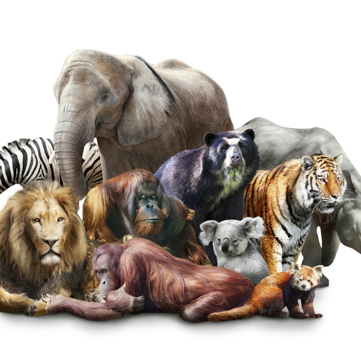We're all mammals – so why do we look so different?