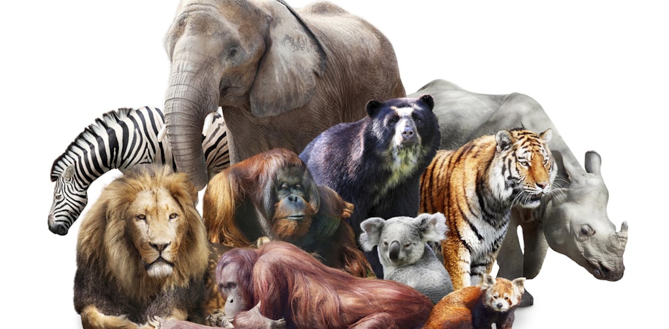 We're all mammals – so why do we look so different?