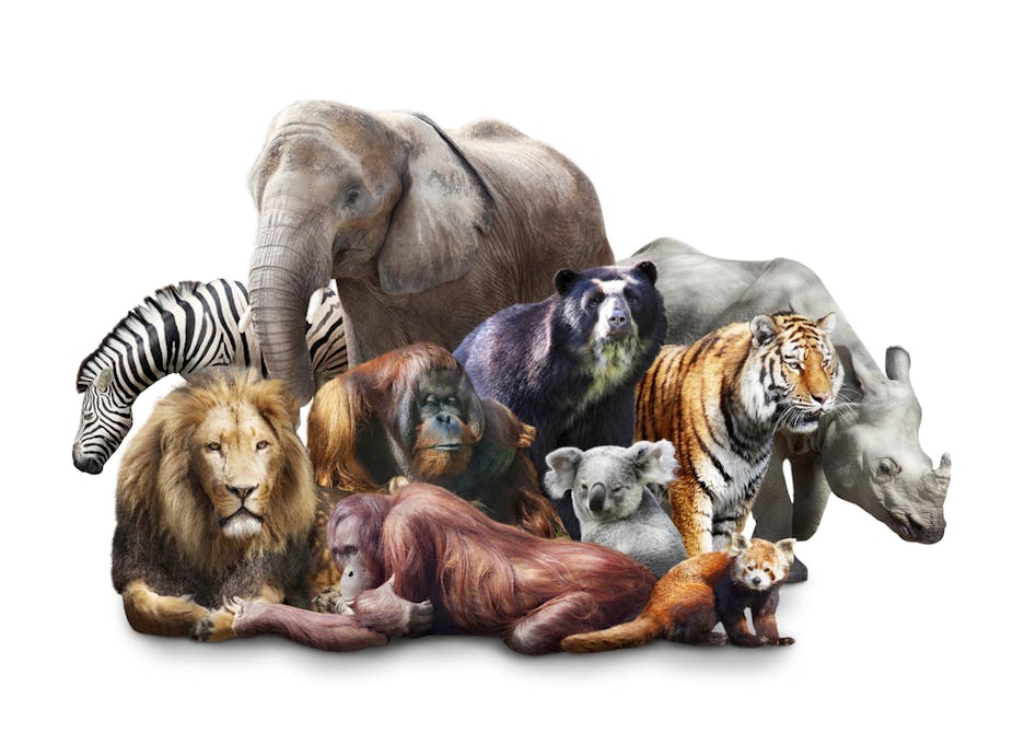 We're all mammals – so why do we look so different?