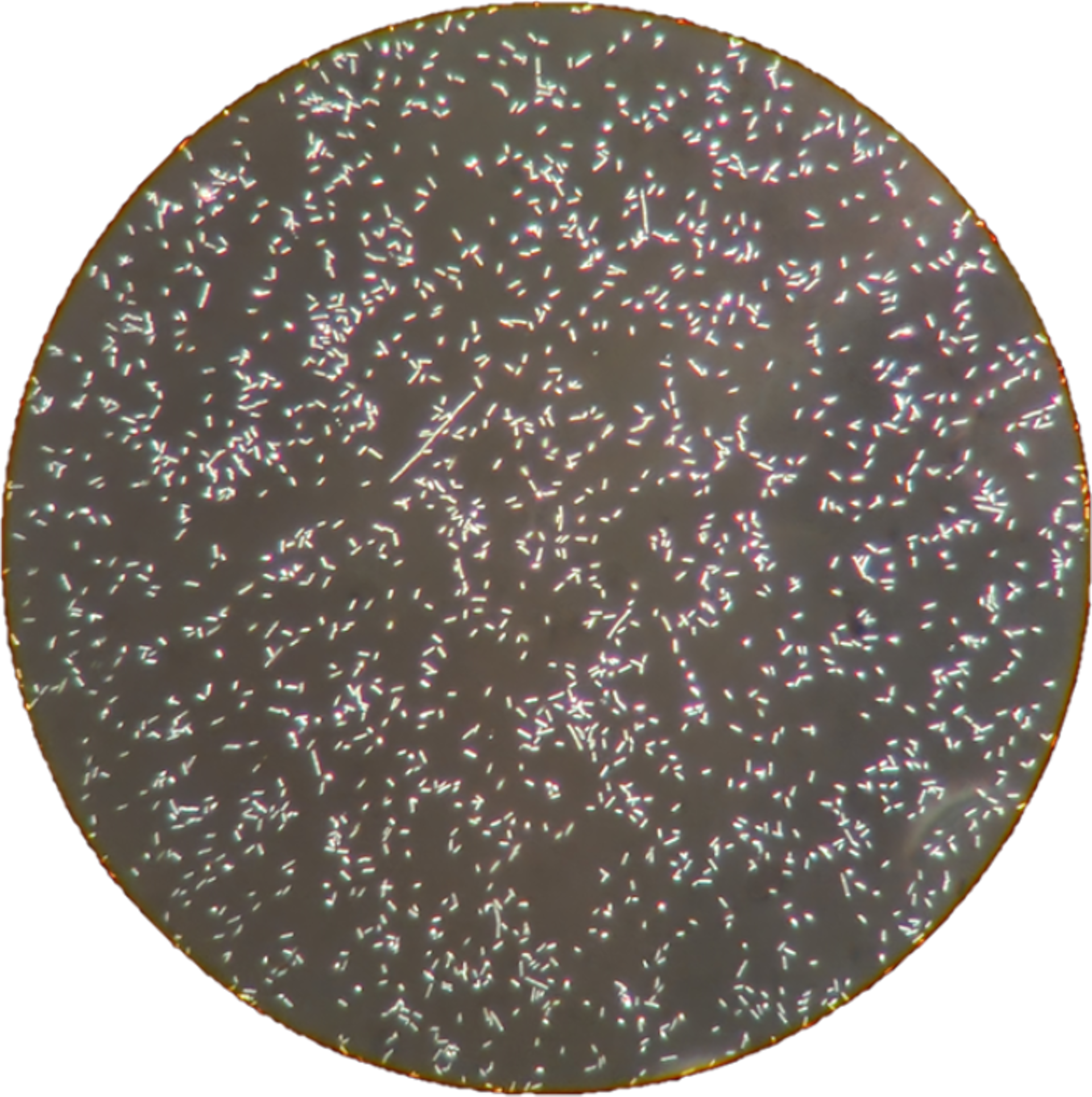 Imagen circular en blanco y negro de células bajo un microscopio.