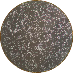 Imagen circular en blanco y negro de células bajo un microscopio.