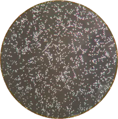 a circular black and white image of cells under a microscope