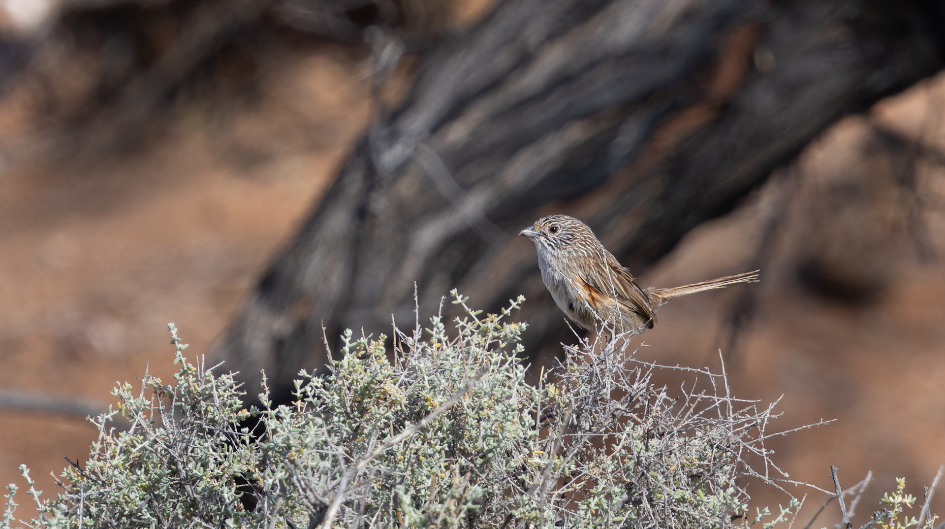 A small brown bird perched on a dry-looking bush.