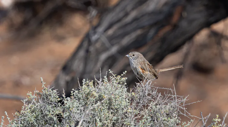 A small brown bird perched on a dry-looking bush.