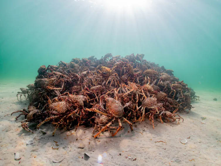 A pile of red spider crabs on the seabed.
