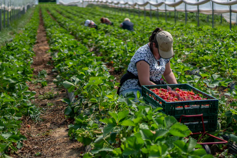 Mujer recogiendo fresas en un invernadero