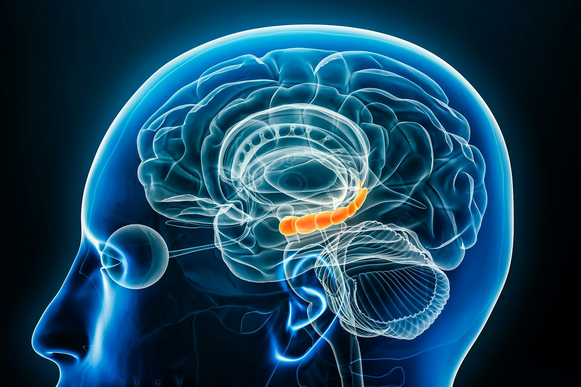 A digital drawing depicting the hippocampus, which is illuminated in orange.