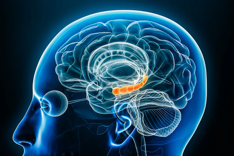 A digital drawing depicting the hippocampus, which is illuminated in orange.