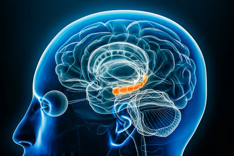 A digital drawing depicting the hippocampus, which is illuminated in orange.