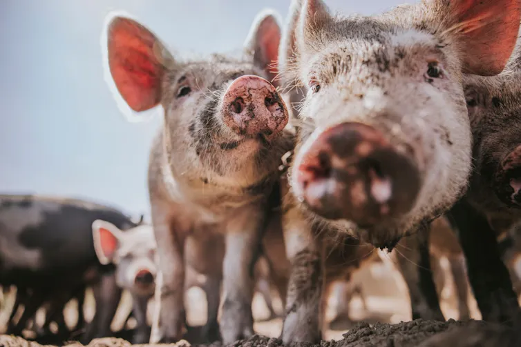 Muddy pigs on a farm.
