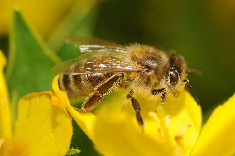 Una abeja sobre una flor amarilla