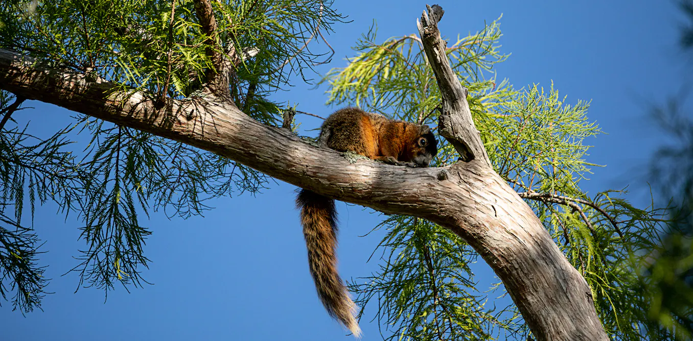 Better urban design could help save Florida’s threatened Big Cypress fox squirrel
