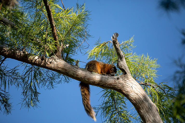 Big Cypress fox squirrel rests on a tree branch