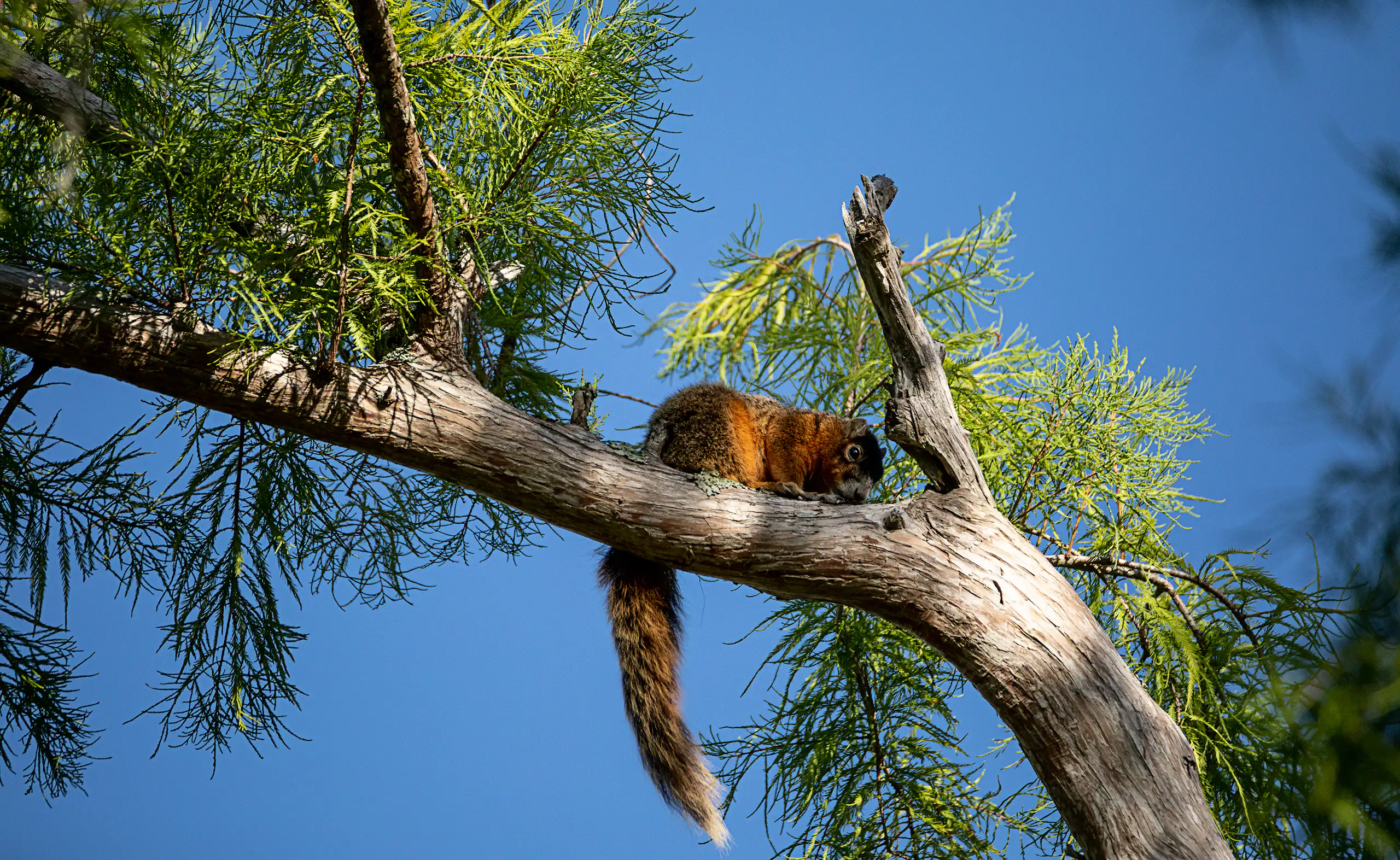 Big Cypress fox squirrel rests on a tree branch