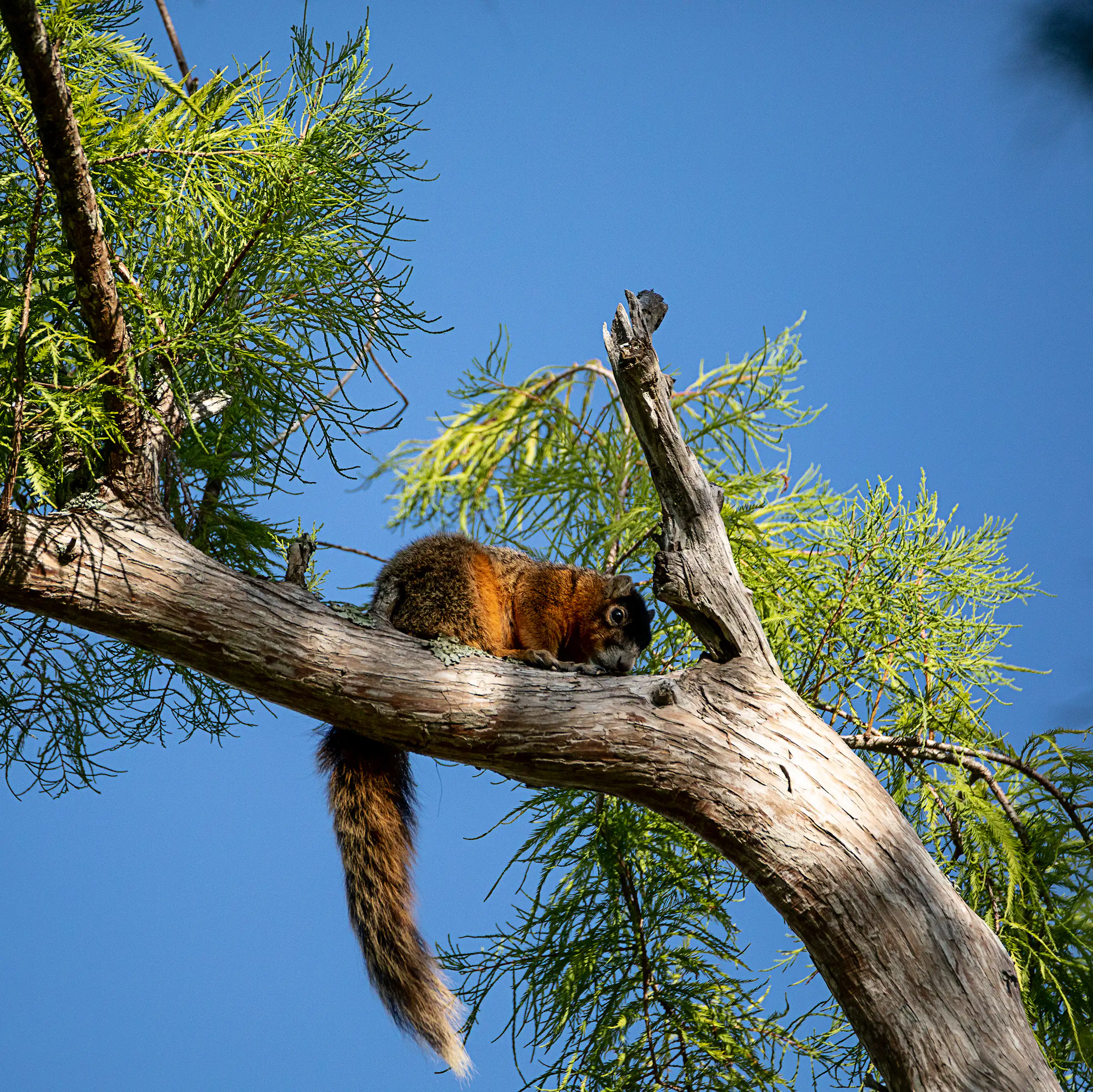 Big Cypress fox squirrel rests on a tree branch