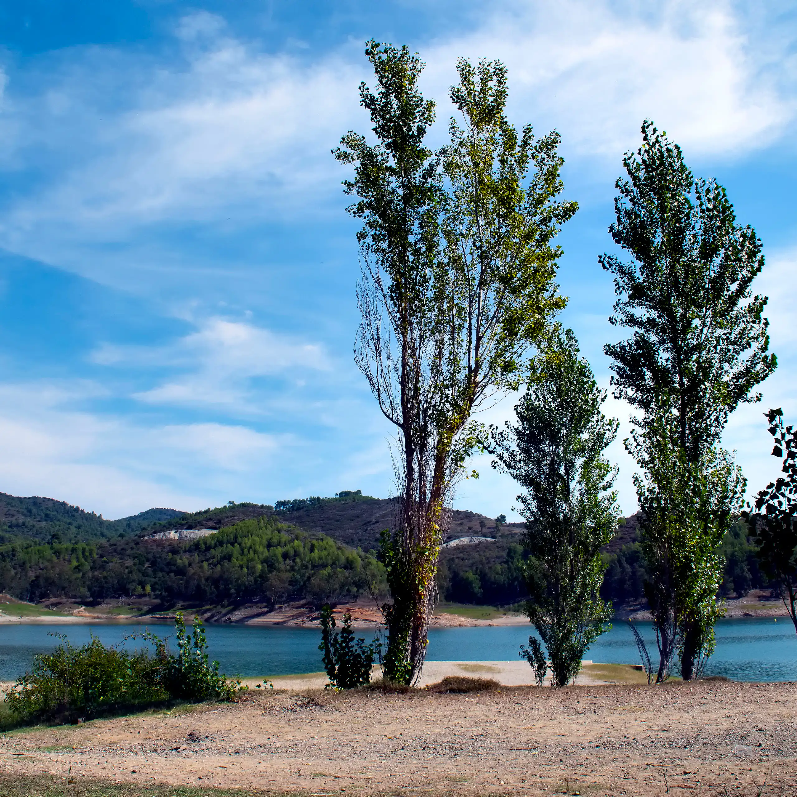 Tres arbres davant d'un llac.
