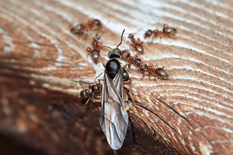 A Colorado field ant queen.