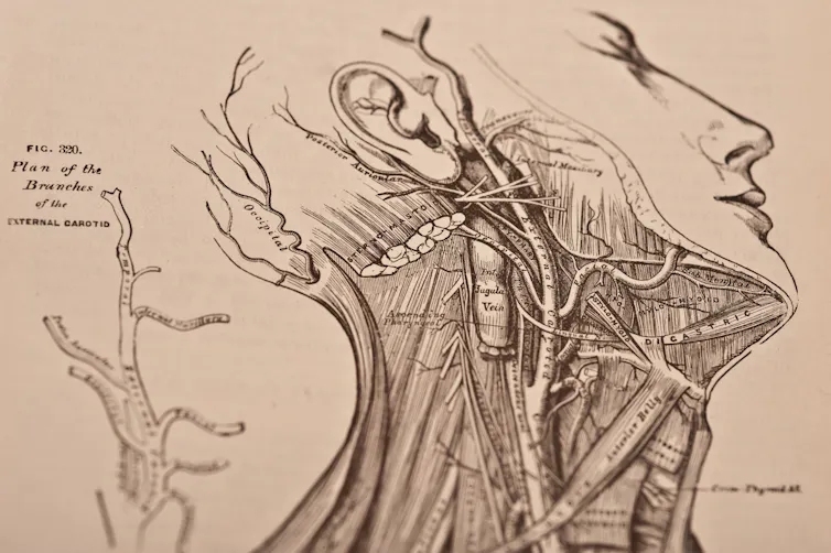 An illustration from Gray's Anatomy.