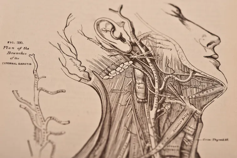 An illustration from Gray's Anatomy.
