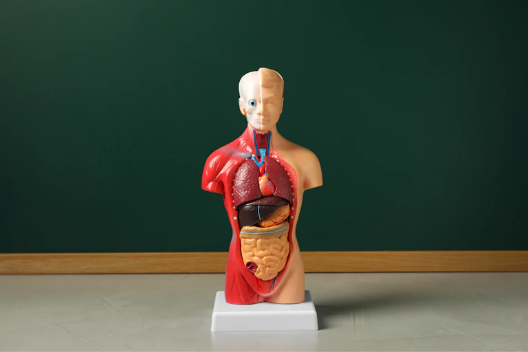 An anatomical figure.