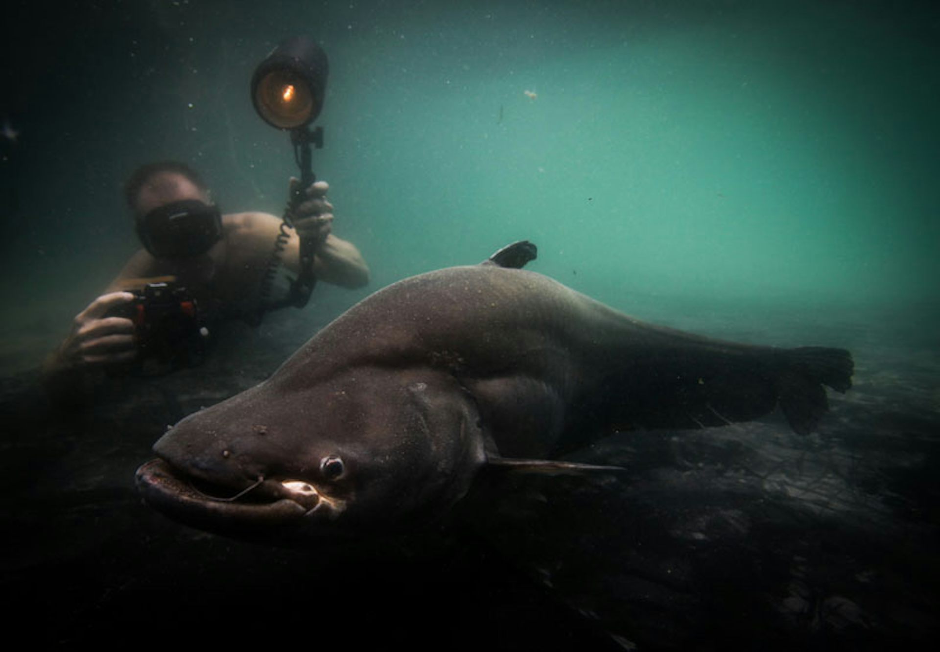 un buzo fotografía un pez muy grande agarrado al fondo.