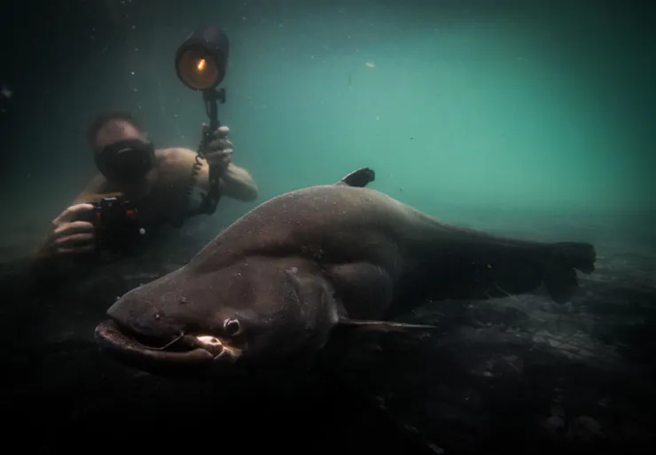 a diver takes a photo of a very large, bottom-skimming fish.