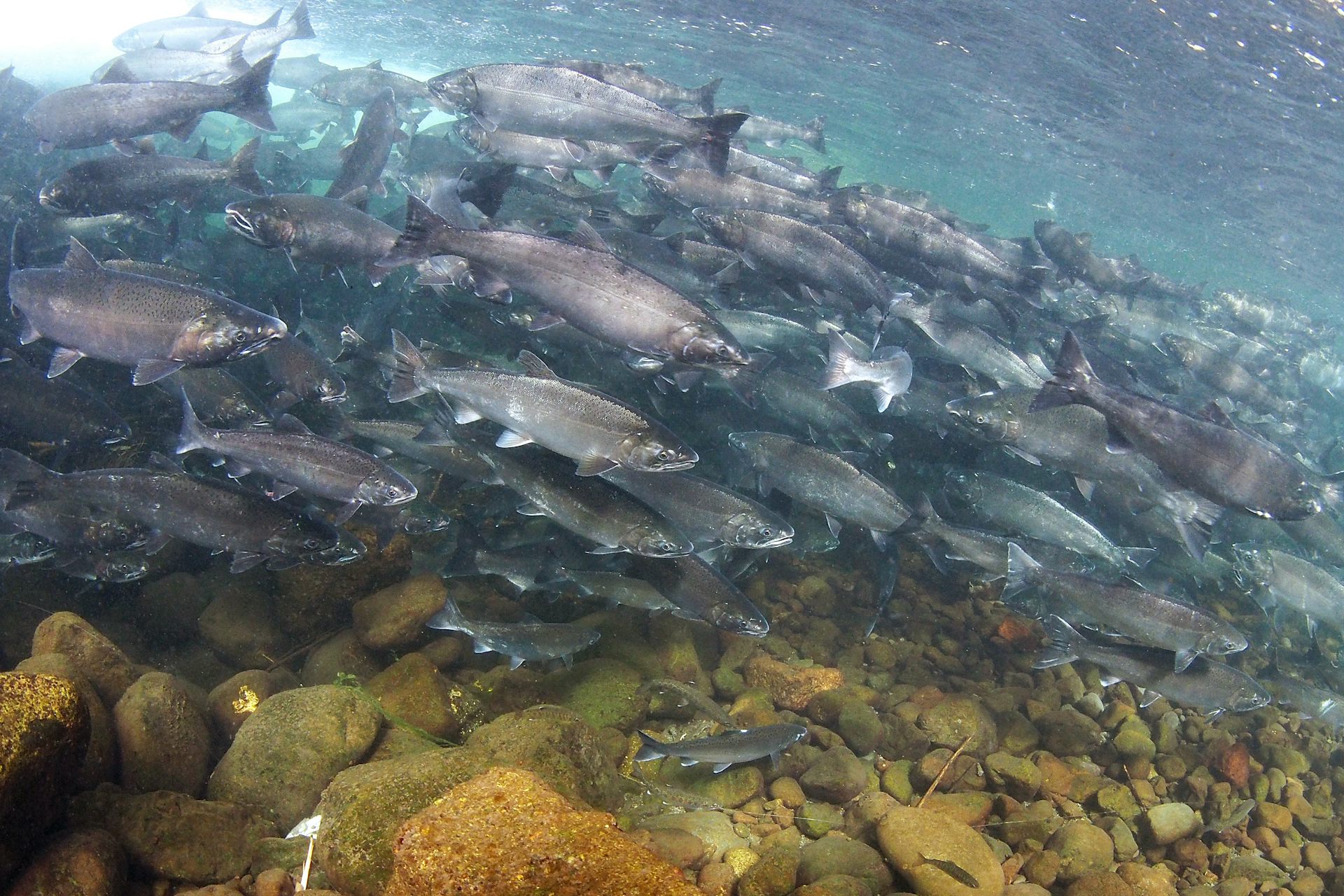 Cientos de salmones nadan en el río, a centímetros de distancia.