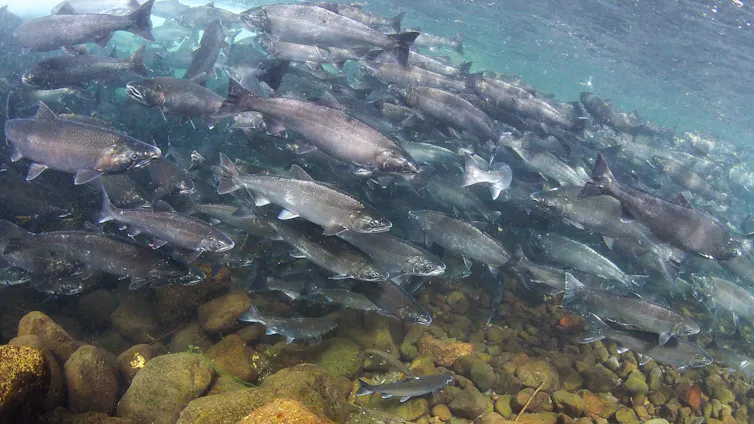 Centenas de salmões nadam em um rio, a poucos centímetros uns dos outros.