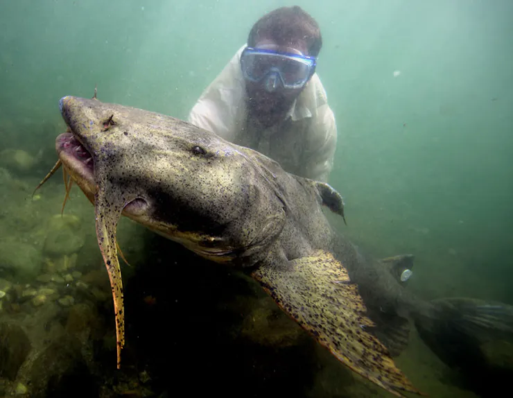 A man holds a very large fish underwater.