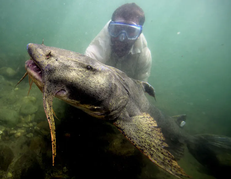 A man holds a very large fish underwater.