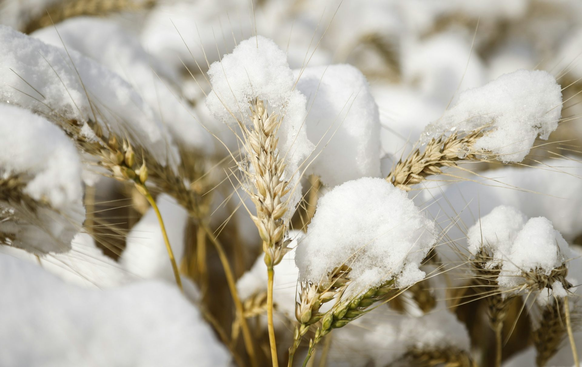 Understanding how plants pause and restart growth can help develop climate-resilient crops