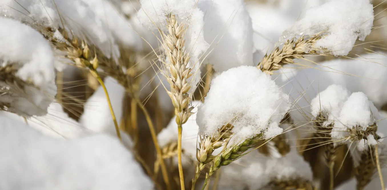 Understanding how plants pause and restart growth can help develop climate-resilient crops