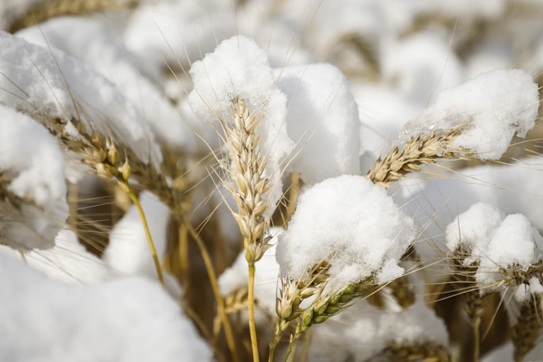 wheat plants covered in snow