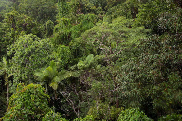 A green tropical forest in Australia.