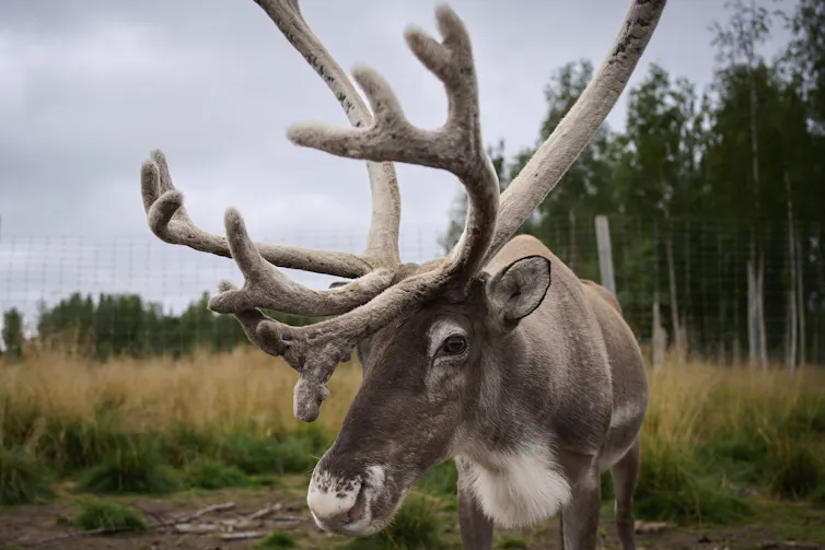 A reindeer with antlers