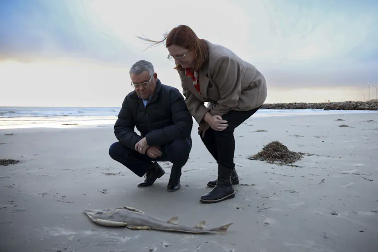 Two politicians squat on a beach and look at a dead fish washed up on the shore.