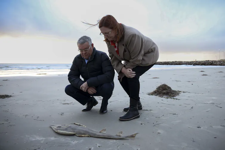 Two politicians squat on a beach and look at a dead fish washed up on the shore.