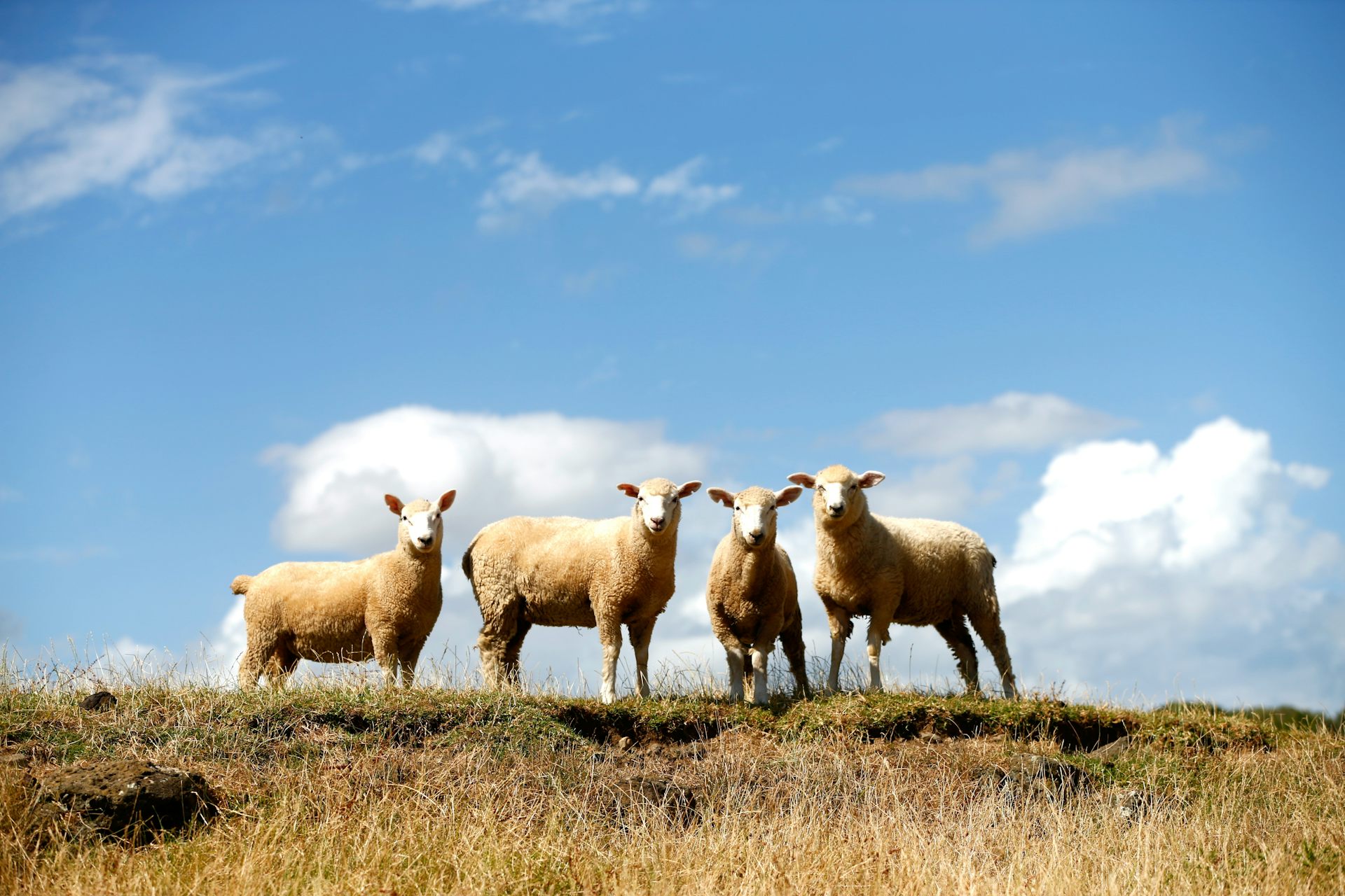 What the coming El Niño climate pattern means for NZ in a warming world