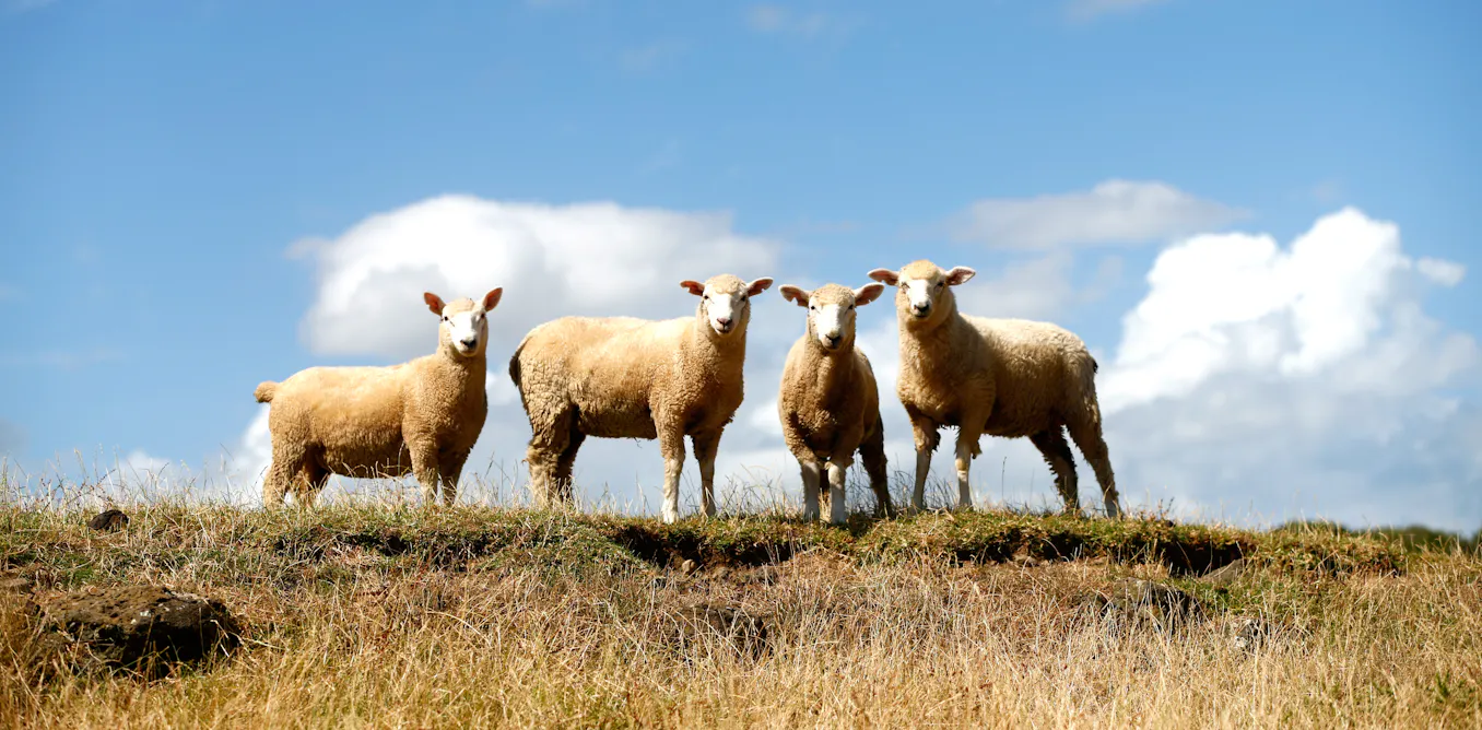 What the coming El Niño climate pattern means for NZ in a warming world