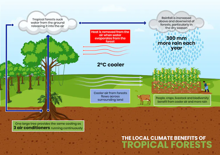 A chart showing how trees create cooler air.