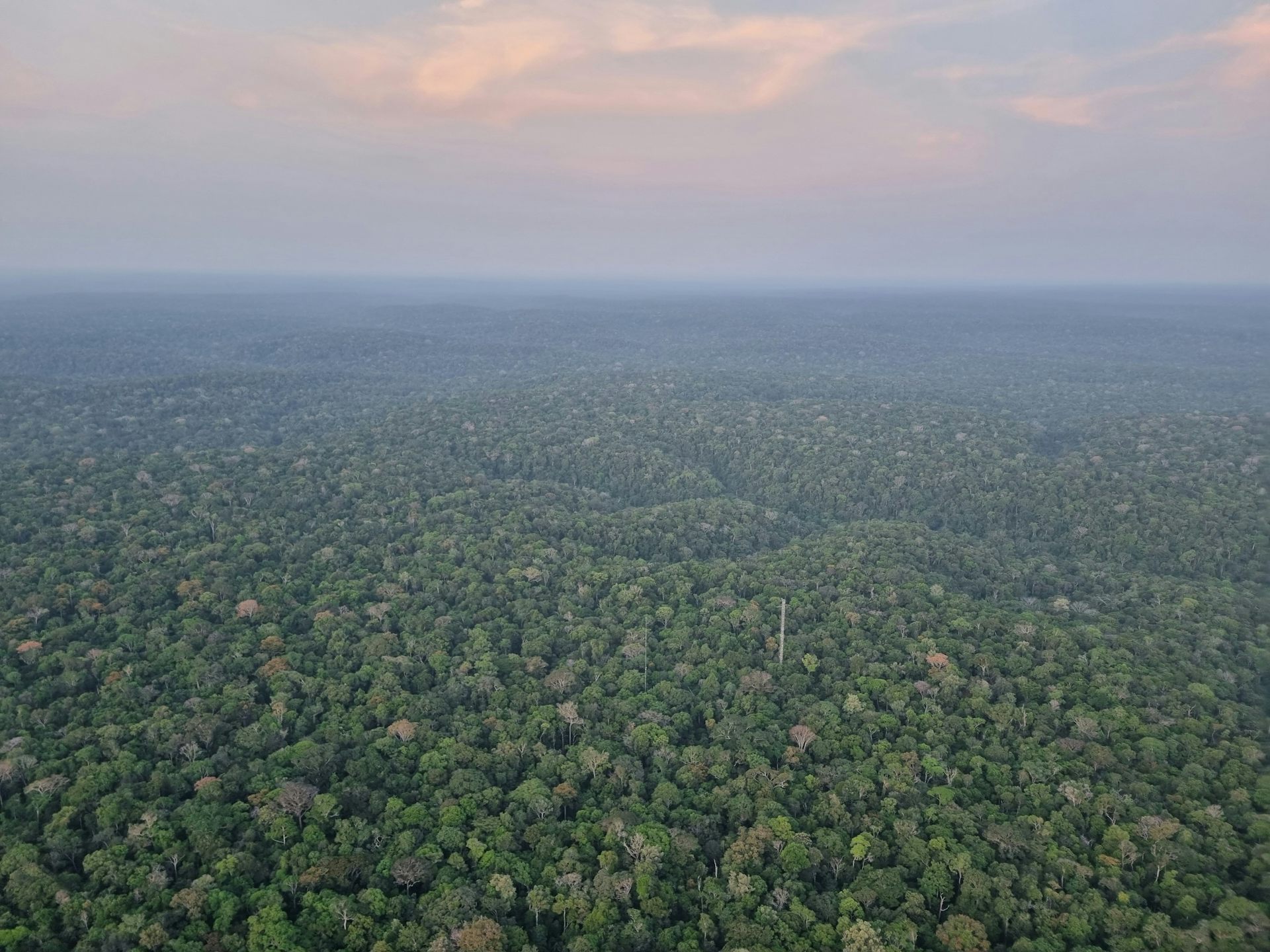 Chopping down areas of tropical rainforest is causing rising temperatures linked to thousands of deaths
